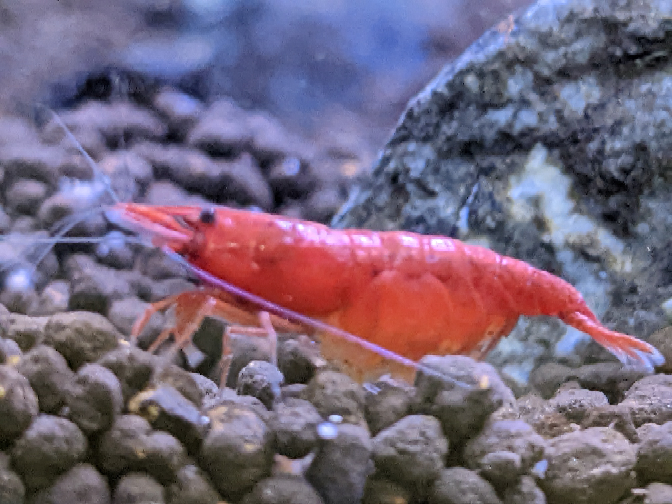 アクアリウムの質問です 先日 チャームで購入したチェリーシュリン Yahoo 知恵袋