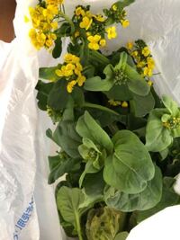 食べれるからと言われいただいたのですが これはなんという植物ですか Yahoo 知恵袋