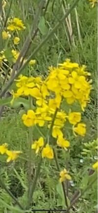 この花は菜の花ですか ぼやけていてわかりにくいですが菜の花だと Yahoo 知恵袋