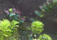 洋楽探してますふふふふふふふふシャッフリン みたいな英語 ぶんぶんなん Yahoo 知恵袋