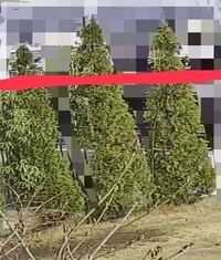 コニファーエメラルドグリーンを目隠しに植えています 2mくらいの高さがあります Yahoo 知恵袋
