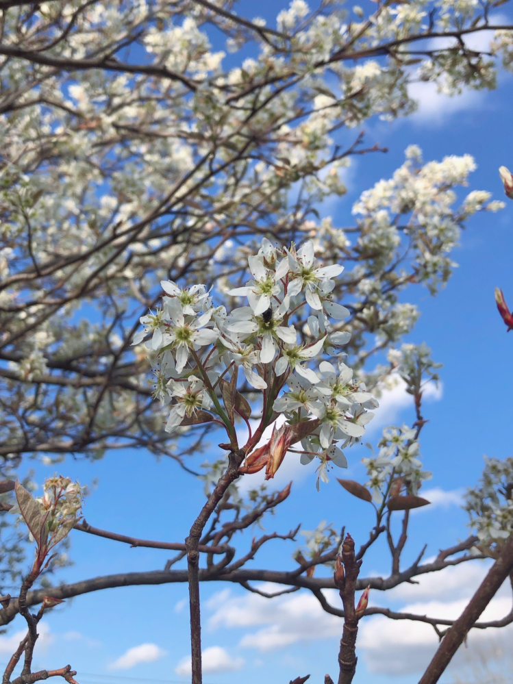 何の木ですか 白くて桜より小さい花です ジューンベリーです Yahoo 知恵袋
