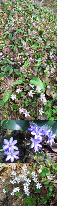 ４月の低山にあった植物です。
カタクリの群生に混じって、小さな白い花や紫、ピンクっぽい花を咲かせています。
何という名前の植物でしょうか？？ 