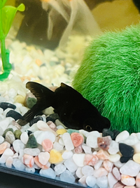 二年飼っている出目金魚が底で動かない 引越しで水槽の水を全 Yahoo 知恵袋