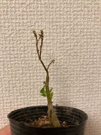 ガジュマルの挿し木の苗と実生の苗をみわけることってホームセンターとかで Yahoo 知恵袋