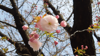 花の名前を教えてください 八重桜 という名前でよいでしょうか 蕾というか開きか Yahoo 知恵袋