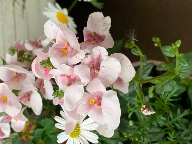 このピンクの花の名前わかりますか 寄せ植えに使われていました ディアスシ Yahoo 知恵袋