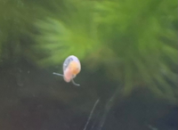 この貝の赤ちゃんは 駆除すべきですか 先程 熱帯魚の水槽に1匹確認し Yahoo 知恵袋