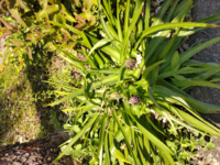 公園で植えっぱなしのヒヤシンスかと思って毎日見ていましたら花芽が上がって来まし Yahoo 知恵袋