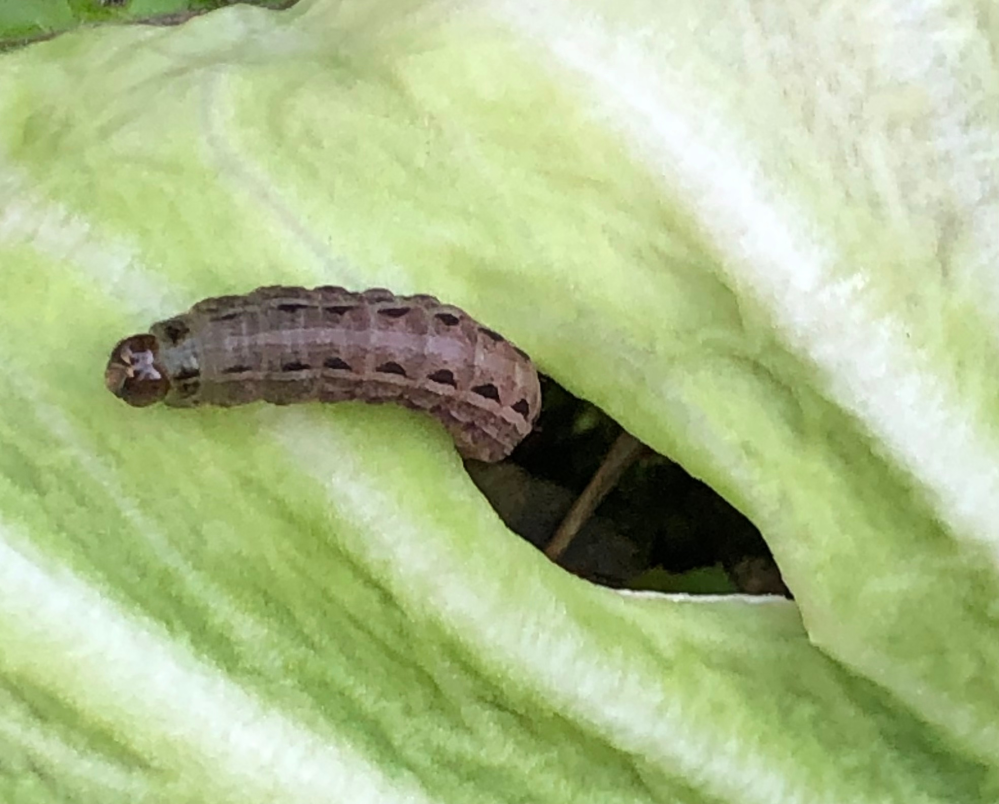 この幼虫はなんの蝶または蚊の幼虫ですか ヤガ科のスジキリヨトウ Yahoo 知恵袋