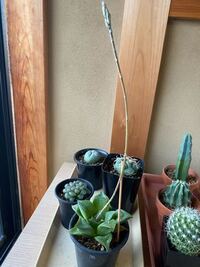 このハオルチアは花は咲きますか こんばんは もう少ししたら 花が咲きます Yahoo 知恵袋