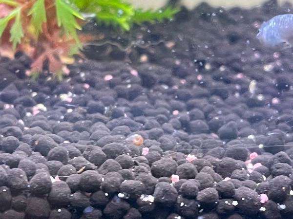 メダカとウィローモスしか飼っていないのに水槽にべったり張り付いてる生 Yahoo 知恵袋