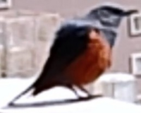 この鳥は何て名前の鳥ですか 画像が荒くてすみません Yahoo 知恵袋