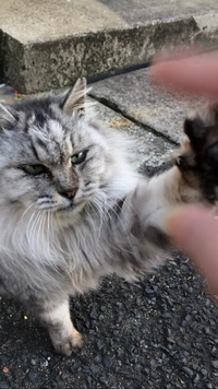 猫の種類をしりたいです とっても人懐っこい野良猫です 低い声でニャン Yahoo 知恵袋