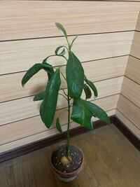 アボカドの種を植えて1年経ったのですが一向にまともな葉っぱが生えてこないです Yahoo 知恵袋