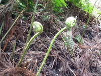 これワラビでしょうか ゼンマイでしょうか どこで見分けがつくのでしょ Yahoo 知恵袋