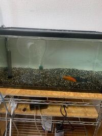 可愛いでしょう 最近引っ越したばかりで しょげてます 萎え萎えです Yahoo 知恵袋