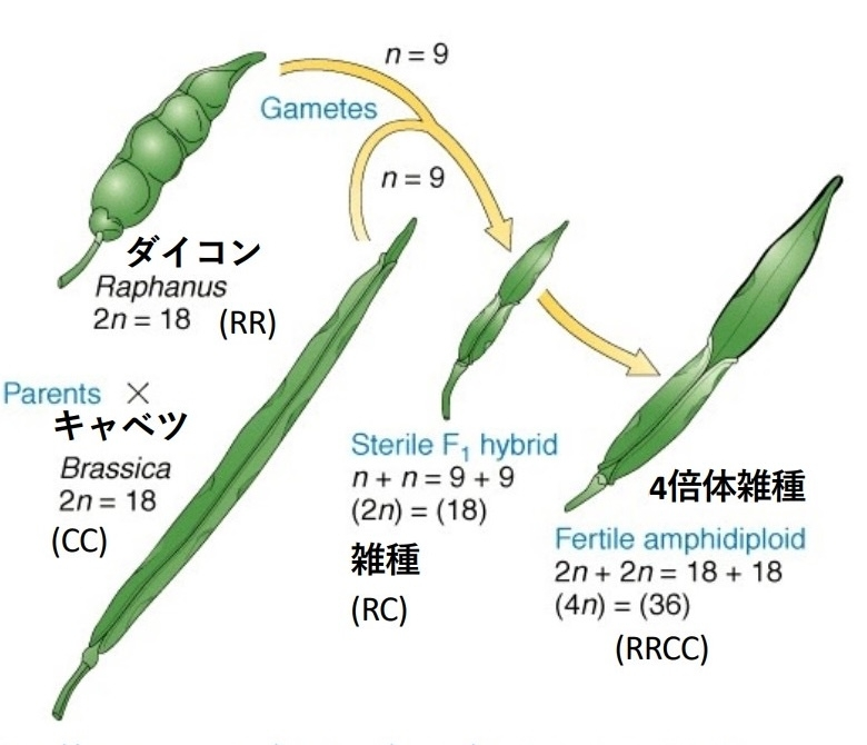 DNAとRNAの違いって何ですか？両方遺伝子ですか？なんで2つも... - Yahoo!知恵袋