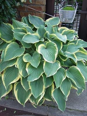 このギボウシを株分けしたらいくつに分かれますか？ - 大型ホスタを