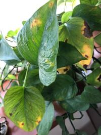 家のポトスが段々と元気がなくなり最近は葉が黄色くなり枯れていきます Yahoo 知恵袋