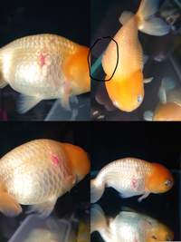 金魚に腫瘍のようなものが出来ました うろこが盛り上がっています これ Yahoo 知恵袋
