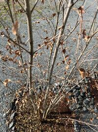 猛暑のせいでしょうか シマトネリコが半分以上枯れています 庭のシマトネリ Yahoo 知恵袋