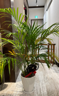 貰った観葉植物が枯れてきてしまいました 育て方の紙を無くしてしまい Yahoo 知恵袋