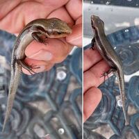 この子はカナヘビとニホントカゲどちらでしょうか また ニホントカゲとカナ Yahoo 知恵袋