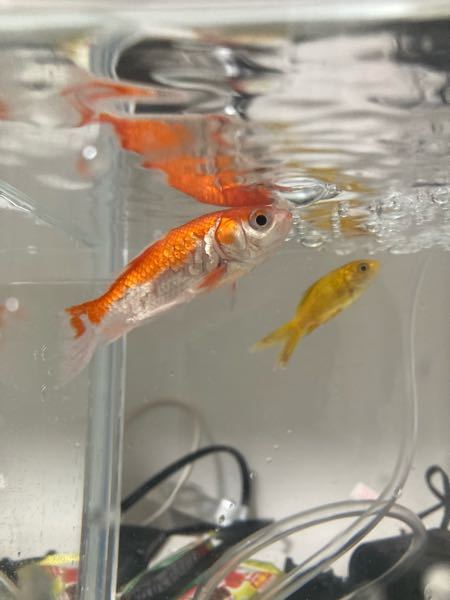 金魚の病気について教えてください 現在 42 23 27のlのテトラ Yahoo 知恵袋