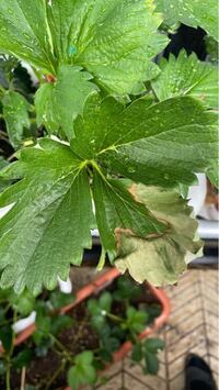 ６月からイチジクの葉が黄変して落ちてきました 実はよくできてるのですが Yahoo 知恵袋