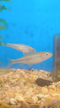 この魚は何でしょうか 大きさは3 4 程 去年田んぼ横の川にいました 近くにメ Yahoo 知恵袋