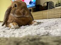 うさぎは 水に濡れたら死ぬというのは 本当ですか 濡れても死にま Yahoo 知恵袋