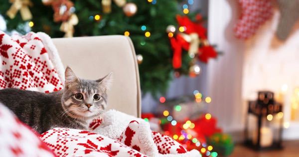 クリスマスはネコちゃんと一緒に 過ごしたいですか？