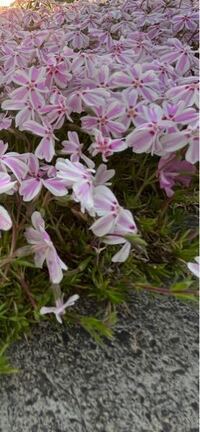 何という名前の花ですか とても綺麗です シバザクラの一種で 多 Yahoo 知恵袋