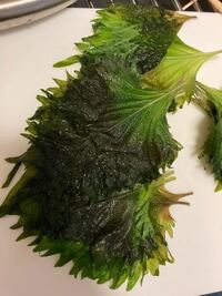 大葉の変色 食べられますか １週間ぐらい前に買った大葉を少し濡れた状 Yahoo 知恵袋