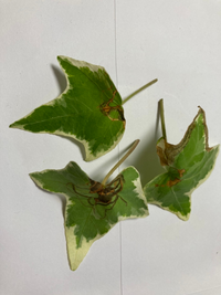 アイビーの葉に虫がはったような跡があります 虫は見当たりません 病気 Yahoo 知恵袋