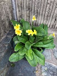 こちらはなんという花でしょうか 枯れたところを切ってしまって花数が少なくなって Yahoo 知恵袋