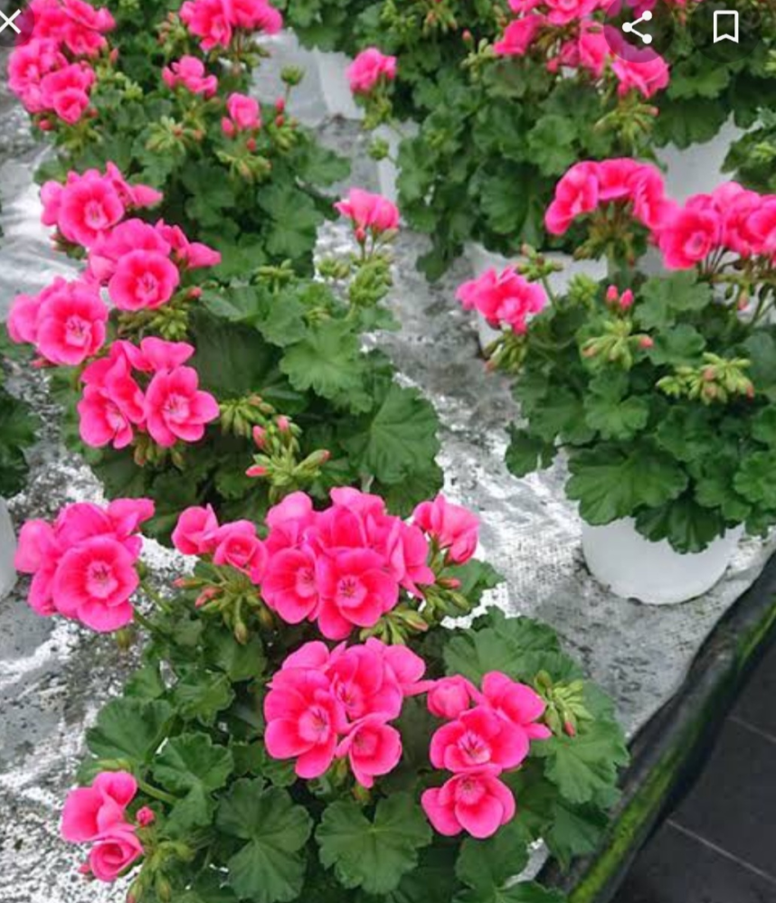 ゼラニウムは 日陰で育てるのがいいのでしょうか ホームセンターに苗を Yahoo 知恵袋