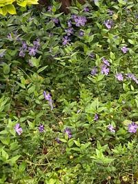 紫の花が生えてる雑草 が 庭に生えてるんですがこれはなんてい Yahoo 知恵袋