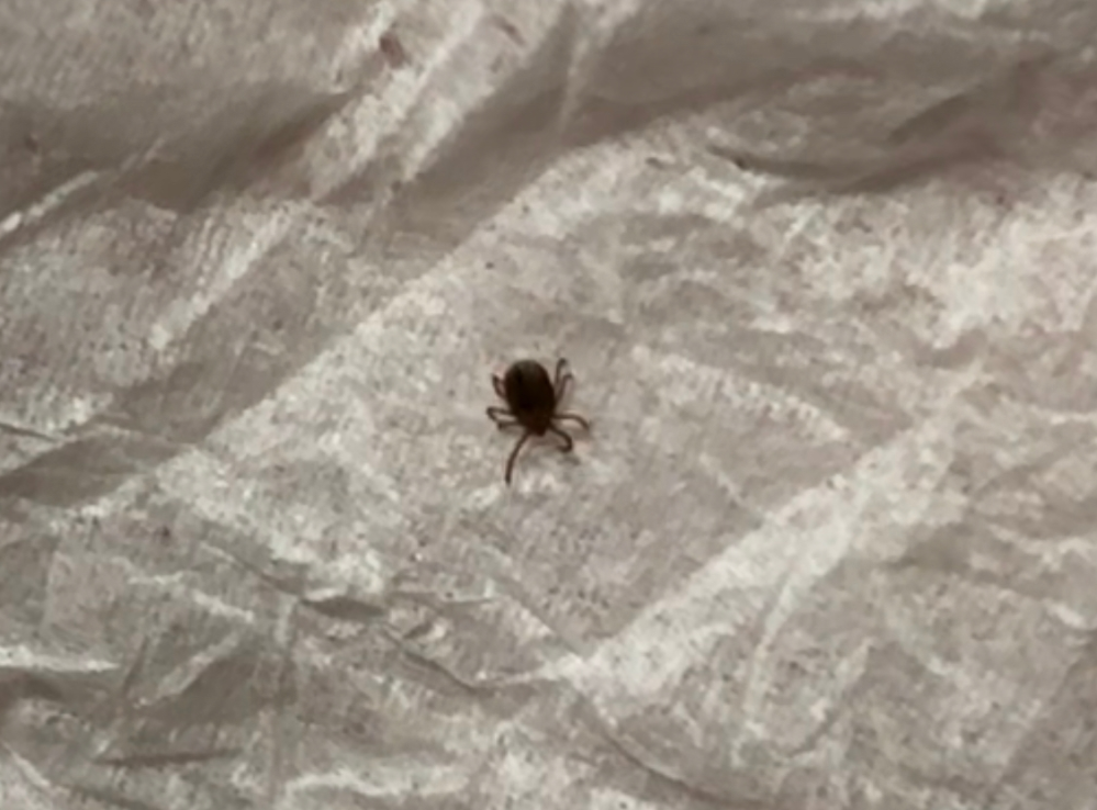 ジョロウグモ同士は共食いするそうですが ジョロウグモとコガネグモは Yahoo 知恵袋