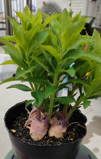 桔梗の植え方について 桔梗の苗を鉢に植える時に 下に見える根塊みたい Yahoo 知恵袋