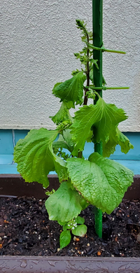 4月2日くらいにシソの苗を購入しベランダで育てているのですが 元気が Yahoo 知恵袋