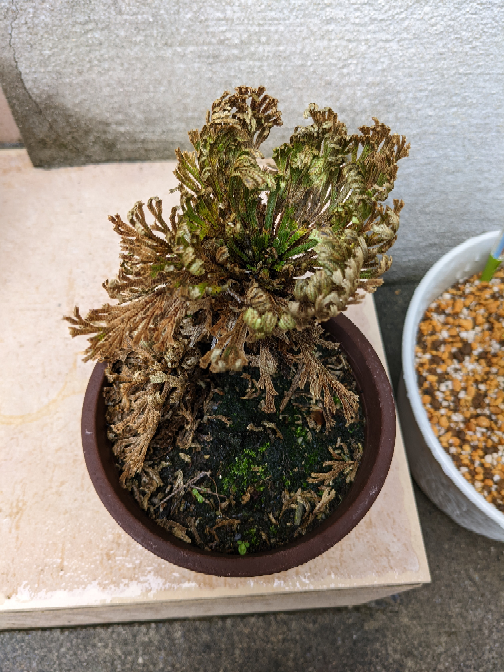 イワヒバの石付きの作り方石の凹部へイワヒバを植え付けたいのですが