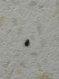 黒いテントウ虫のような虫が洗面台に発生しました 壁にくっついています この虫は Yahoo 知恵袋