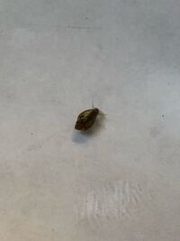 ザリガニ水槽内に突然現れました 水草についてきたのだと思いますが 何の稚貝 Yahoo 知恵袋