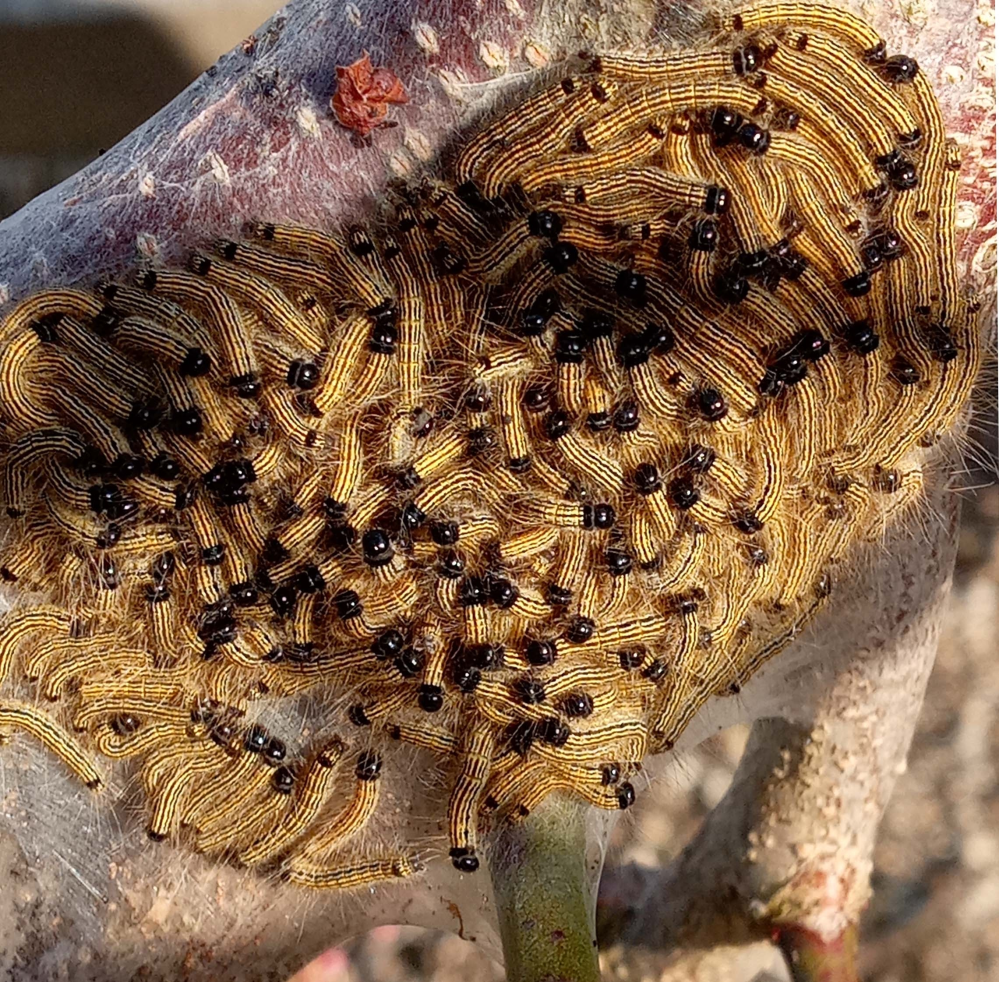 庭の梅の木にこの幼虫がいました アメシロの幼虫と似たような状態で枝にあったので Yahoo 知恵袋