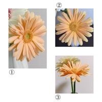 ガーベラの花に生えたカビ家から数分の花屋で安売りされているガーベ Yahoo 知恵袋