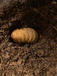 カブトムシが部屋を作ってさなぎになっているのに 土替えをして Yahoo 知恵袋
