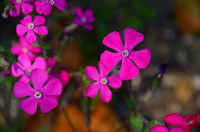 植物です マクロで大きく撮っています 花の名前が解りません よろしく Yahoo 知恵袋