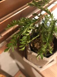 こちらの観葉植物が 枯れてきています 土が乾いたらお水をあげていたのですが Yahoo 知恵袋